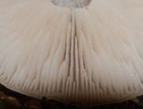 Pluteus readiarum image