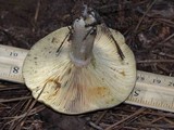 Lactarius paradoxus image