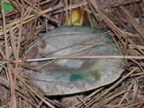 Lactarius paradoxus image