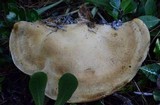 Onnia tomentosa image