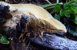 Onnia tomentosa image