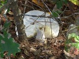 Amanita polypyramis image