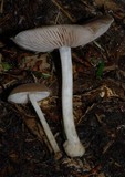 Pluteus readiarum image