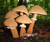 Cystoderma fallax image