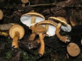 Cystoderma fallax image