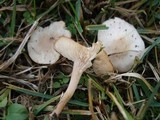 Clitocybe dealbata subsp. sudorifica image
