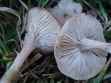 Clitocybe dealbata subsp. sudorifica image