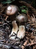 Armillaria sinapina image