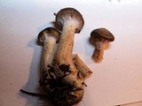 Armillaria sinapina image