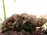 Thelephora palmata image