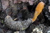 Cordyceps militaris image