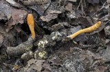 Cordyceps militaris image