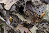 Cordyceps militaris image