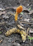 Cordyceps militaris image