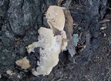 Inonotus dryadeus image