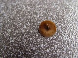 Rutstroemia firma image