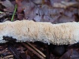 Schizopora paradoxa image