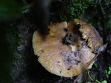 Russula foetens image