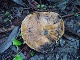 Russula foetens image