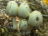 Coprinopsis romagnesiana image