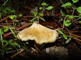 Inocybe rimosa image