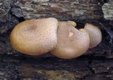 Armillaria solidipes image