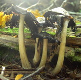 Coprinopsis romagnesiana image