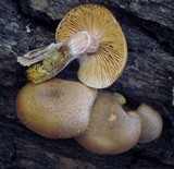 Armillaria solidipes image
