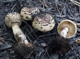 Chlorophyllum rachodes image