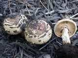 Chlorophyllum rachodes image