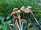 Conocybe cyanopus image