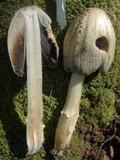 Coprinopsis romagnesiana image