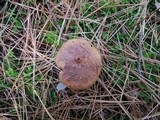 Boletus badius image