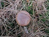 Boletus badius image