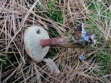 Boletus badius image