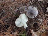 Tricholoma portentosum image