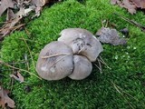 Tricholoma portentosum image