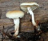 Pholiota decorata image