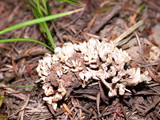Thelephora palmata image