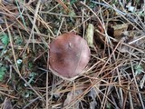 Tricholoma albobrunneum image