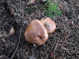 Tricholoma focale image