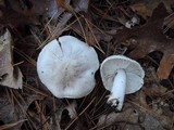 Tricholoma subresplendens image
