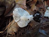 Tricholoma subresplendens image
