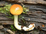 Pholiota subflammans image