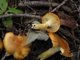 Hygrophorus speciosus image