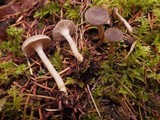 Clitocybe trulliformis image