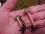 Clitocybe trulliformis image