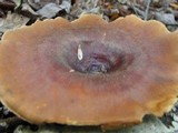Royoporus badius image