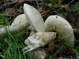 Leccinum holopus image