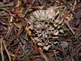 Thelephora palmata image